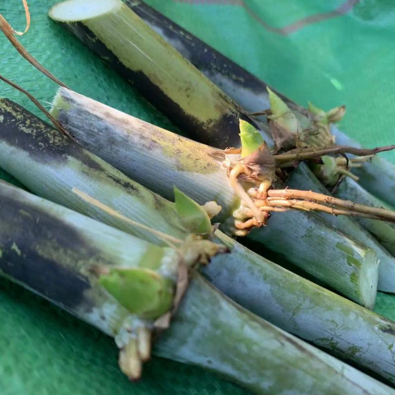 甜象草种子，1000节起批，电话沟通，量大从优