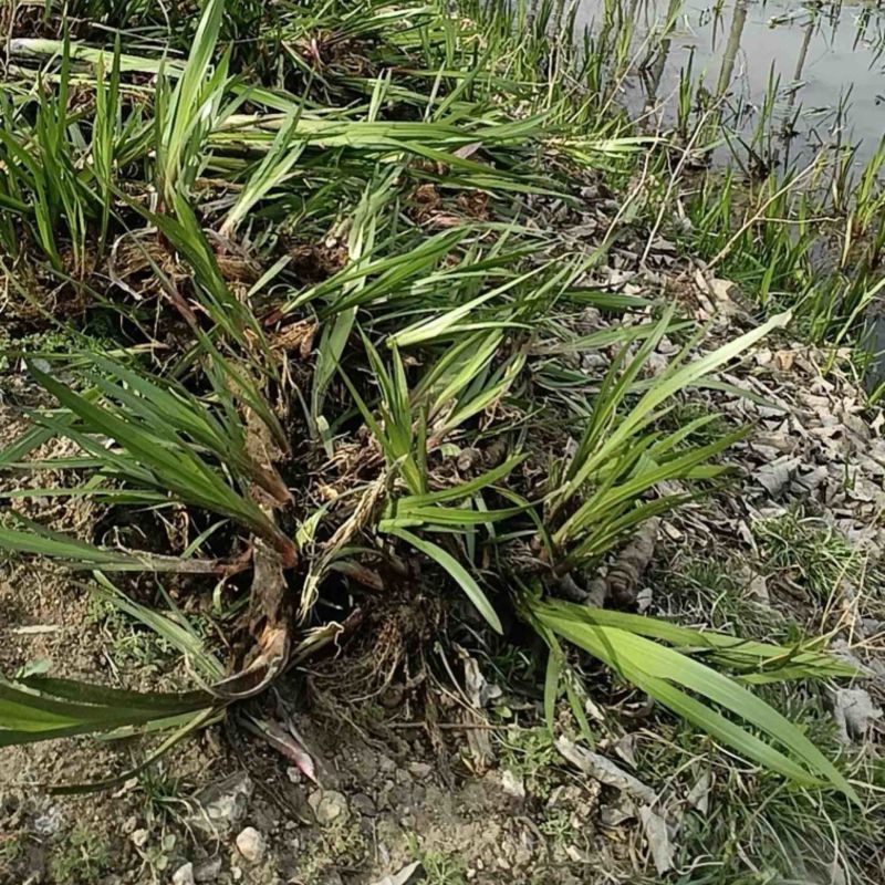 水菖蒲，净化水质，河道湿地绿化精品水菖蒲