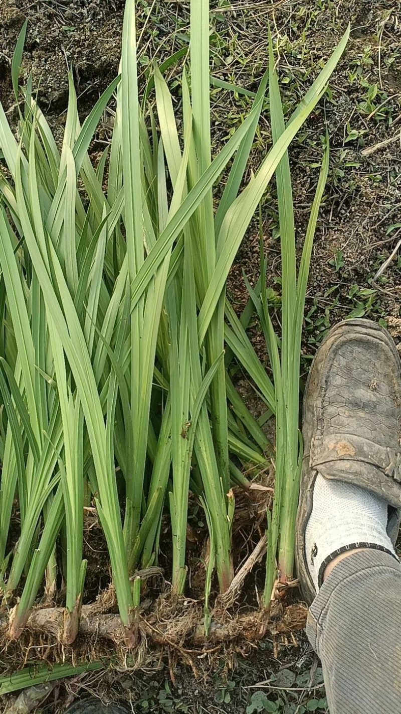 水菖蒲，净化水质，河道湿地绿化精品水菖蒲