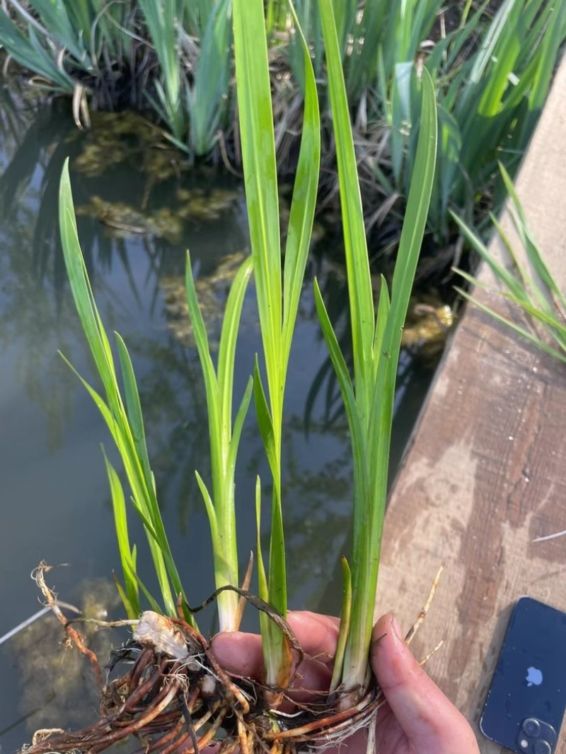 水菖蒲，净化水质，河道湿地绿化精品水菖蒲