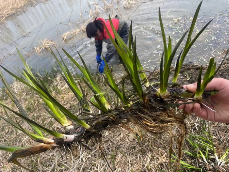 水菖蒲，净化水质，河道湿地绿化精品水菖蒲