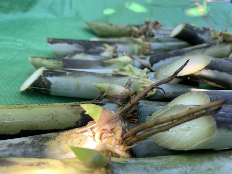 甜象草千亩基地量大发货质量保证提供技术