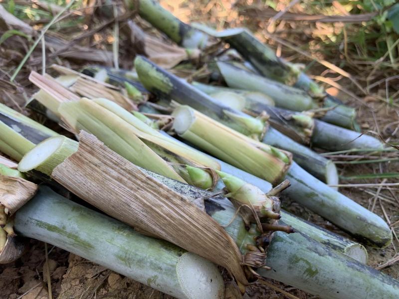 甜象草千亩基地量大发货质量保证提供技术