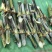 甜象草千亩基地量大发货质量保证提供技术