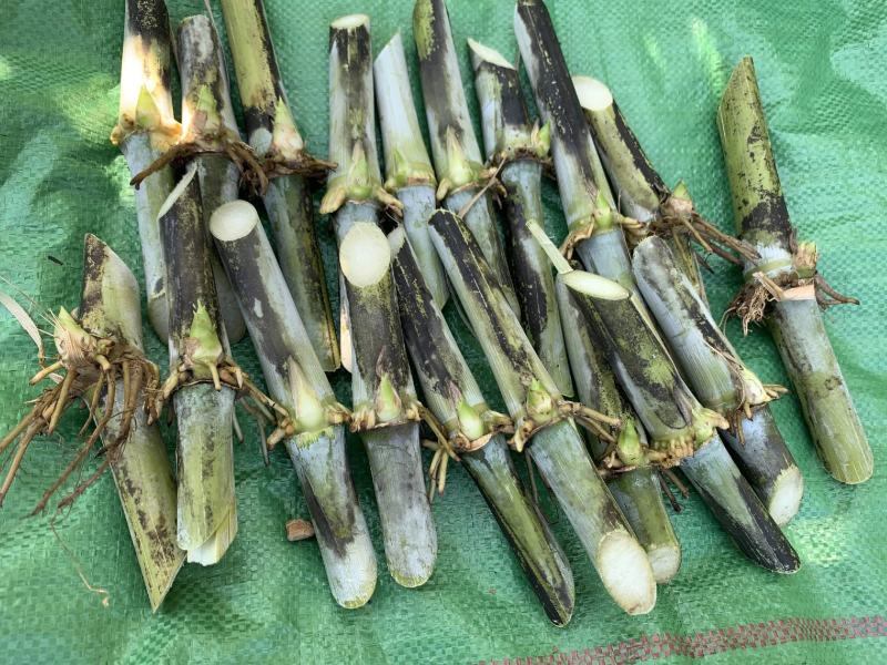 甜象草千亩基地量大发货质量保证提供技术