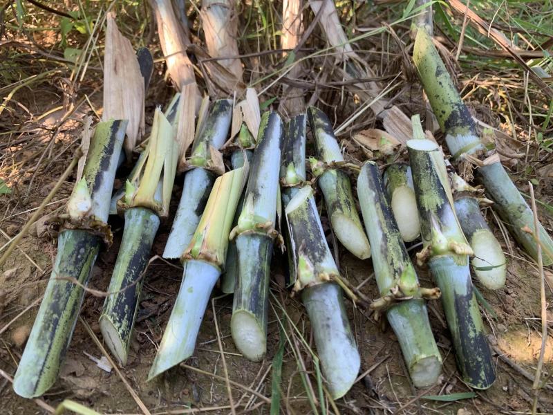 甜象草千亩基地量大发货质量保证提供技术