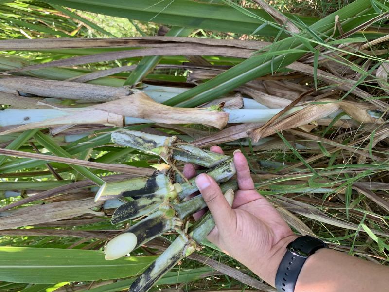 甜象草千亩基地量大发货质量保证提供技术