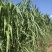 甜象草千亩基地量大发货质量保证提供技术