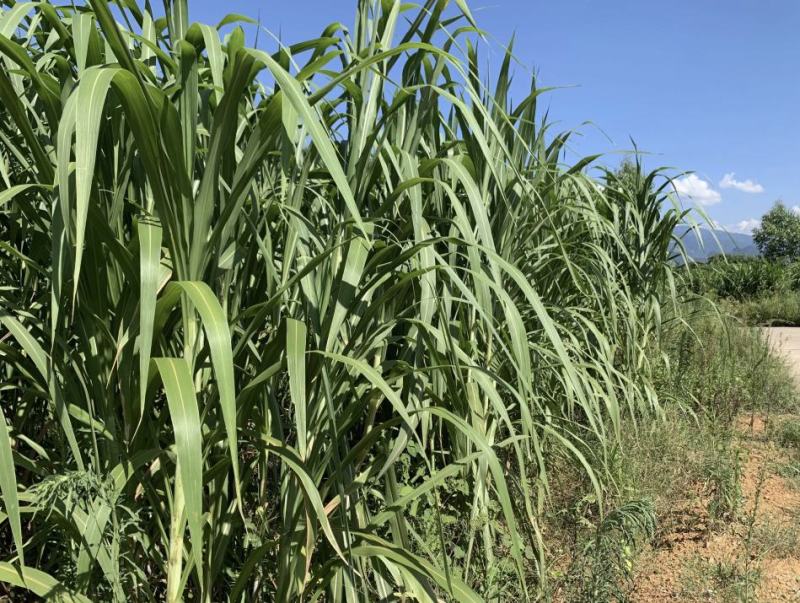 甜象草千亩基地量大发货质量保证提供技术