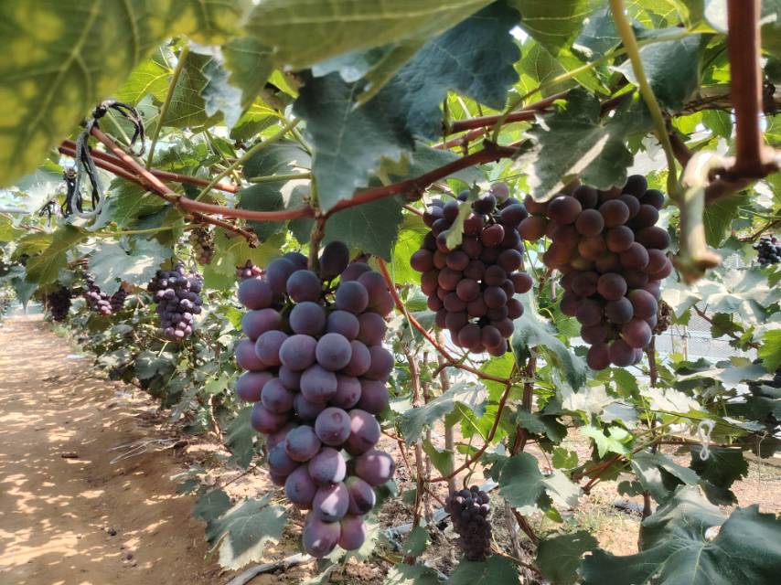 辽宁京亚葡萄果粒特写