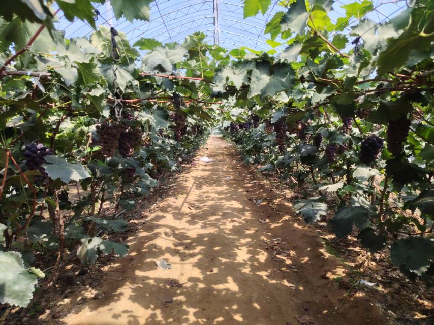 辽峰葡萄果园实景