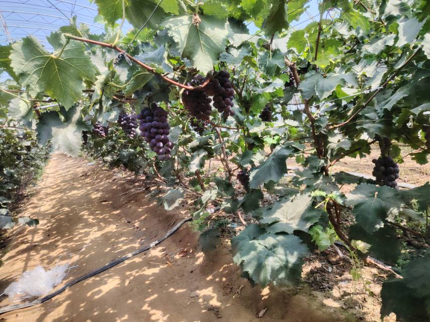 辽宁京亚葡萄采摘现场