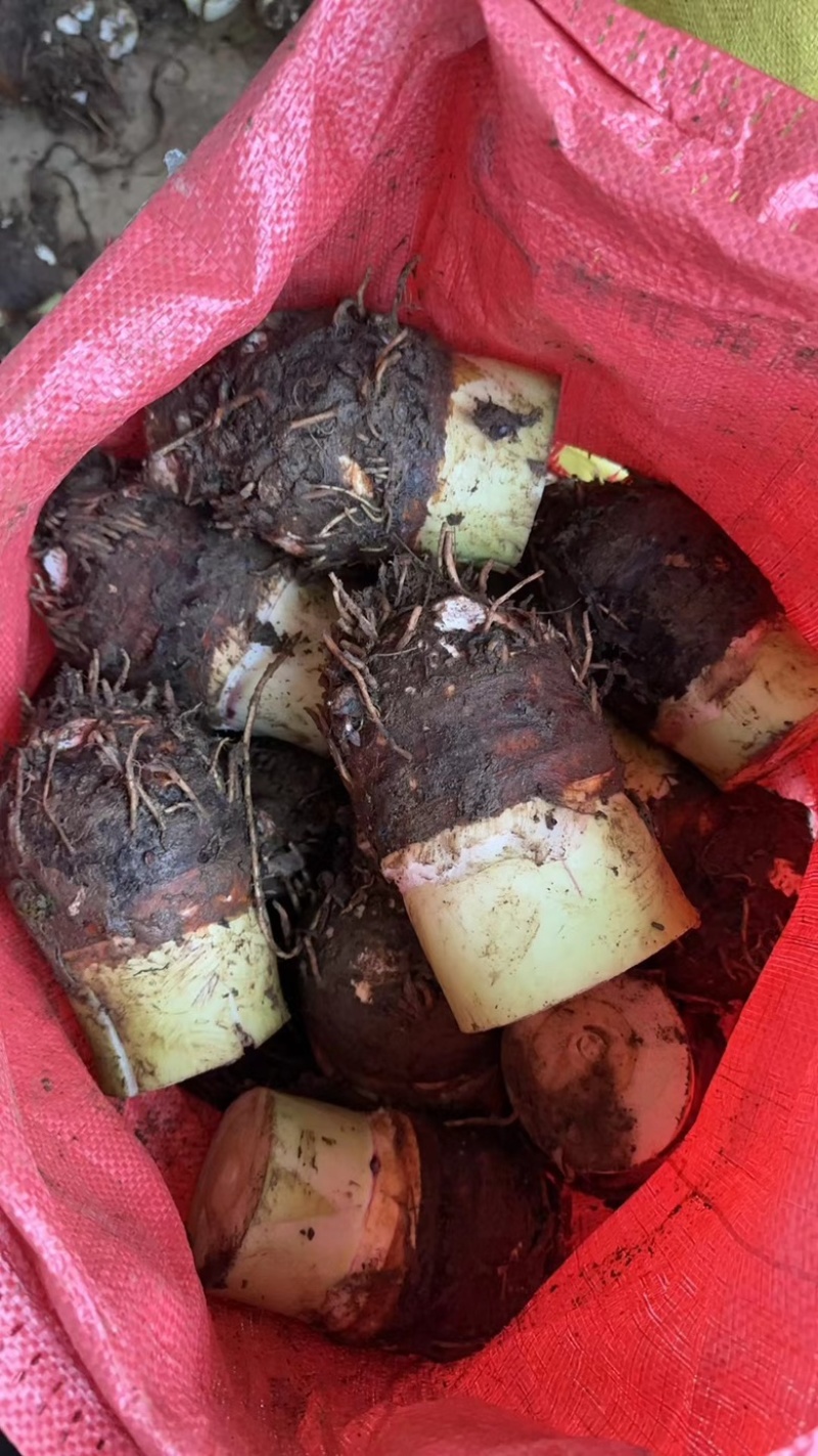 精品芋头，各种规格都有长期稳定供应