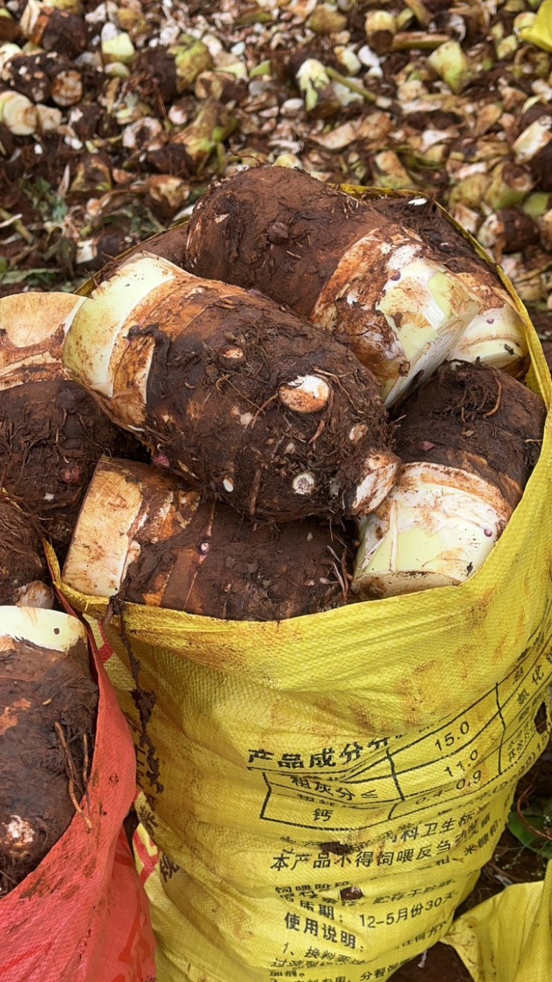 精品芋头，各种规格都有长期稳定供应