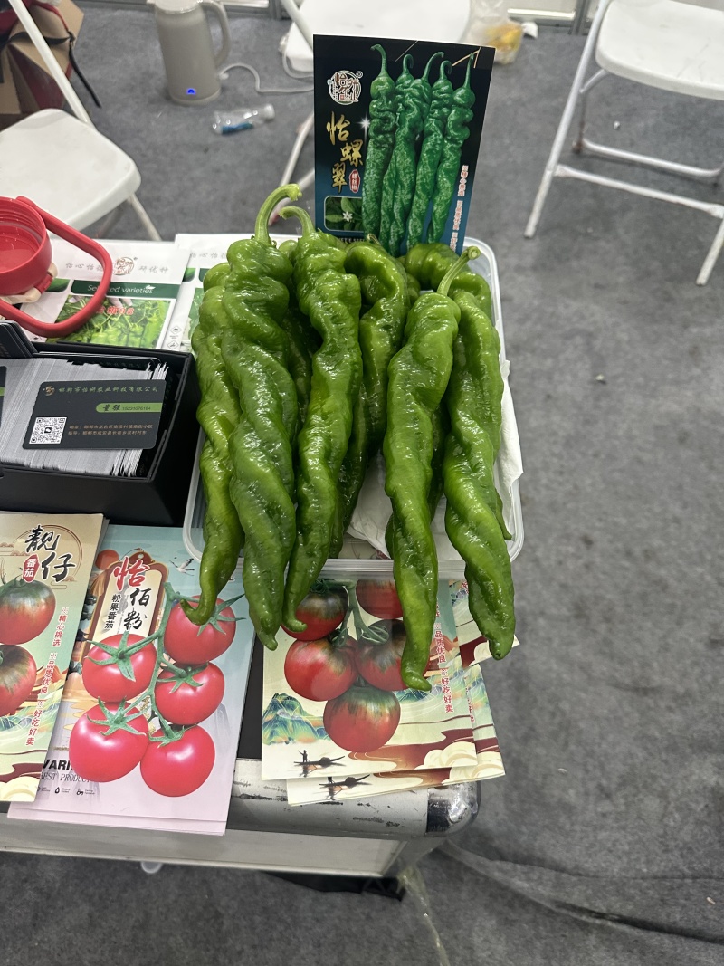 螺丝椒种子中旱熟绿皮辣椒种子腊味浓郁厂家包邮直发