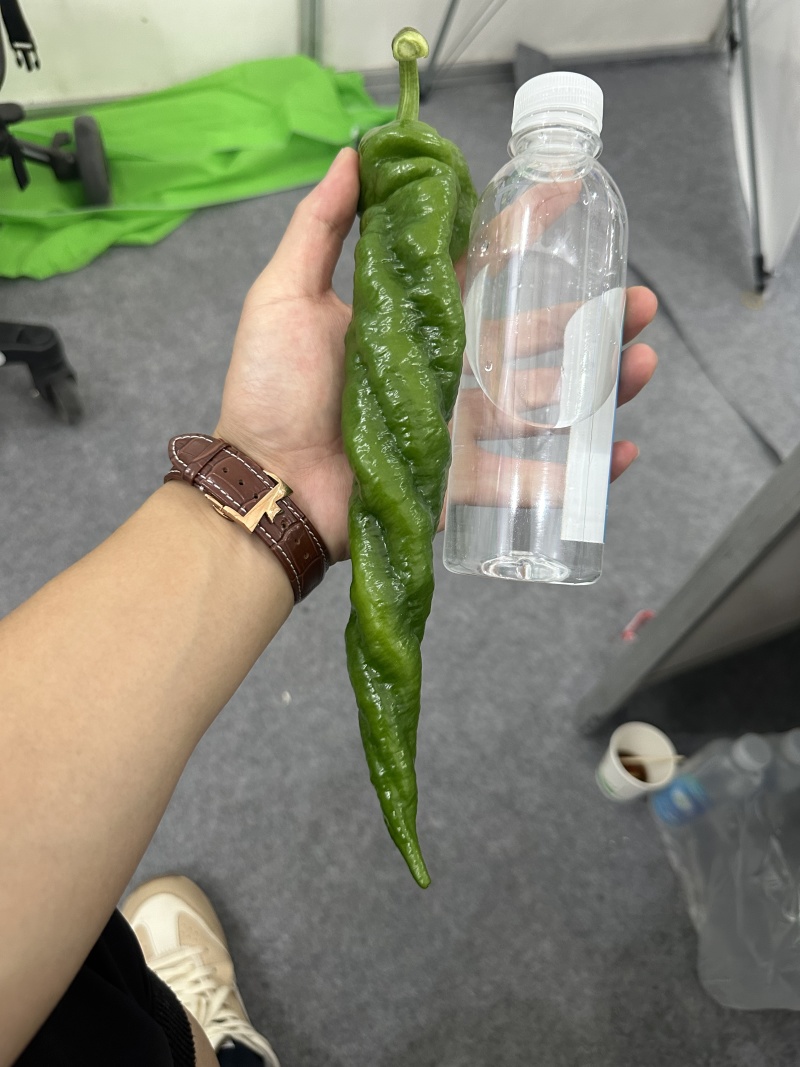 螺丝椒种子中旱熟绿皮辣椒种子腊味浓郁厂家包邮直发
