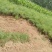 紫芦笋苗抗病高产一年种植多年收益耐寒多年生