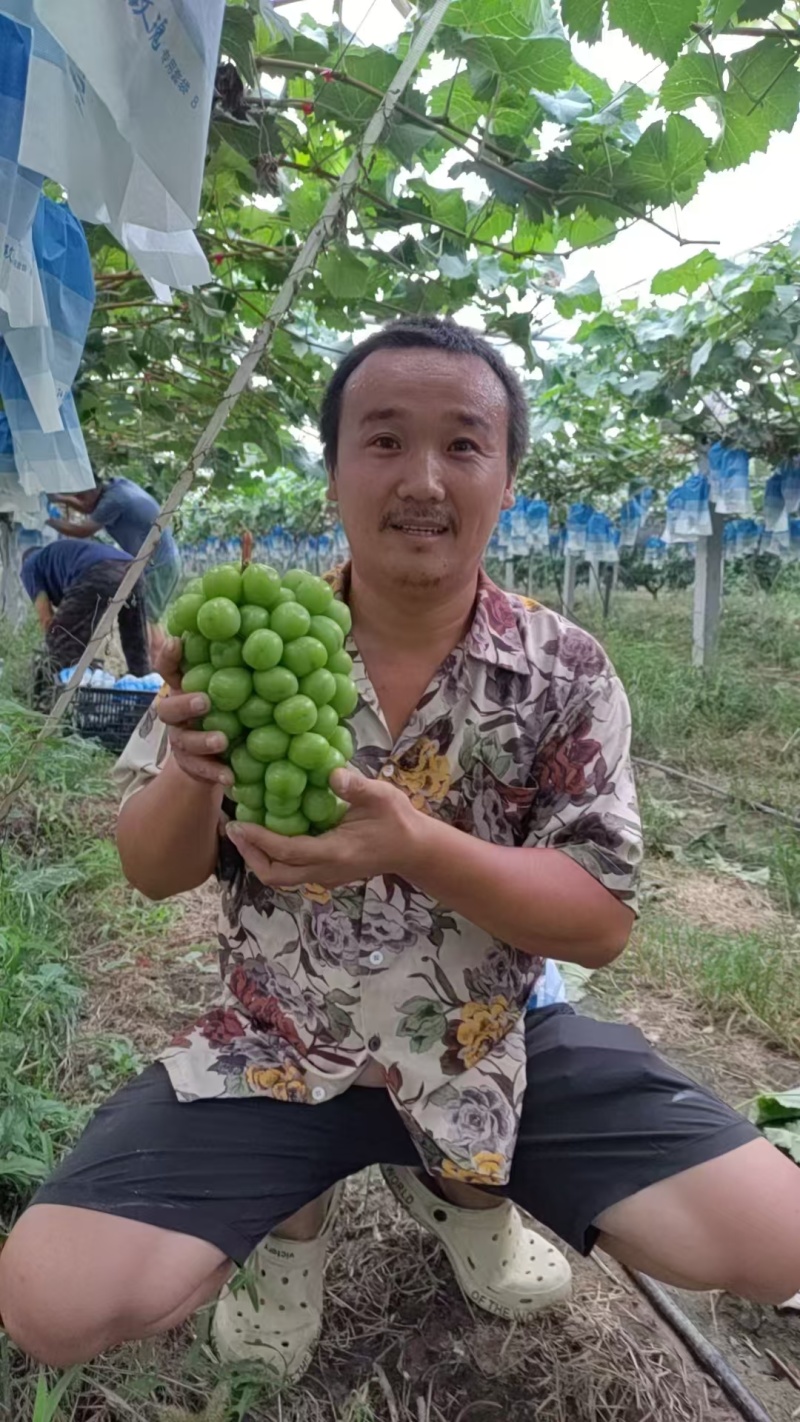 阳光玫瑰果肉饱满，鲜艳多汁，对接全国市场