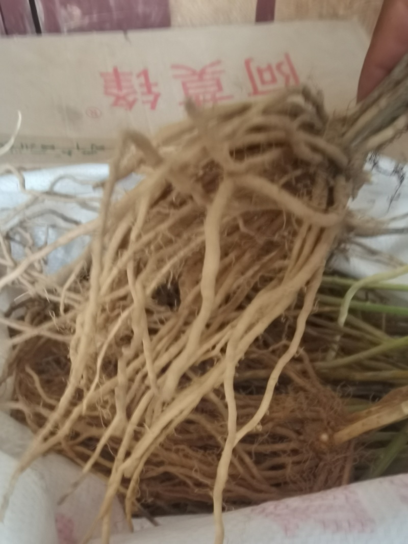 紫芦笋苗抗病高产一年种植多年收益耐寒多年生