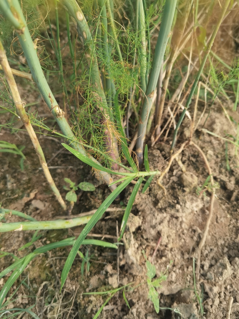 紫芦笋苗抗病高产一年种植多年收益耐寒多年生