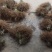 紫芦笋苗抗病高产一年种植多年收益耐寒多年生