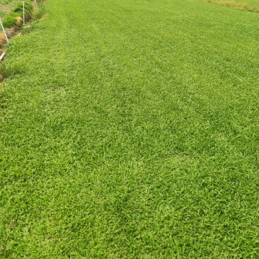 精品A货马尼拉大叶油等各种草块草卷
