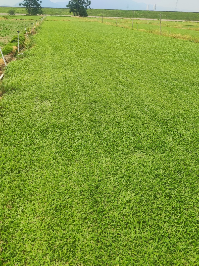 精品A货马尼拉大叶油等各种草块草卷