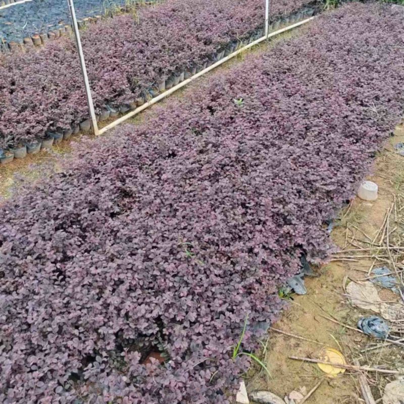 红花继木小杯中杯产地直发质量保证欢迎老板来电咨询合作
