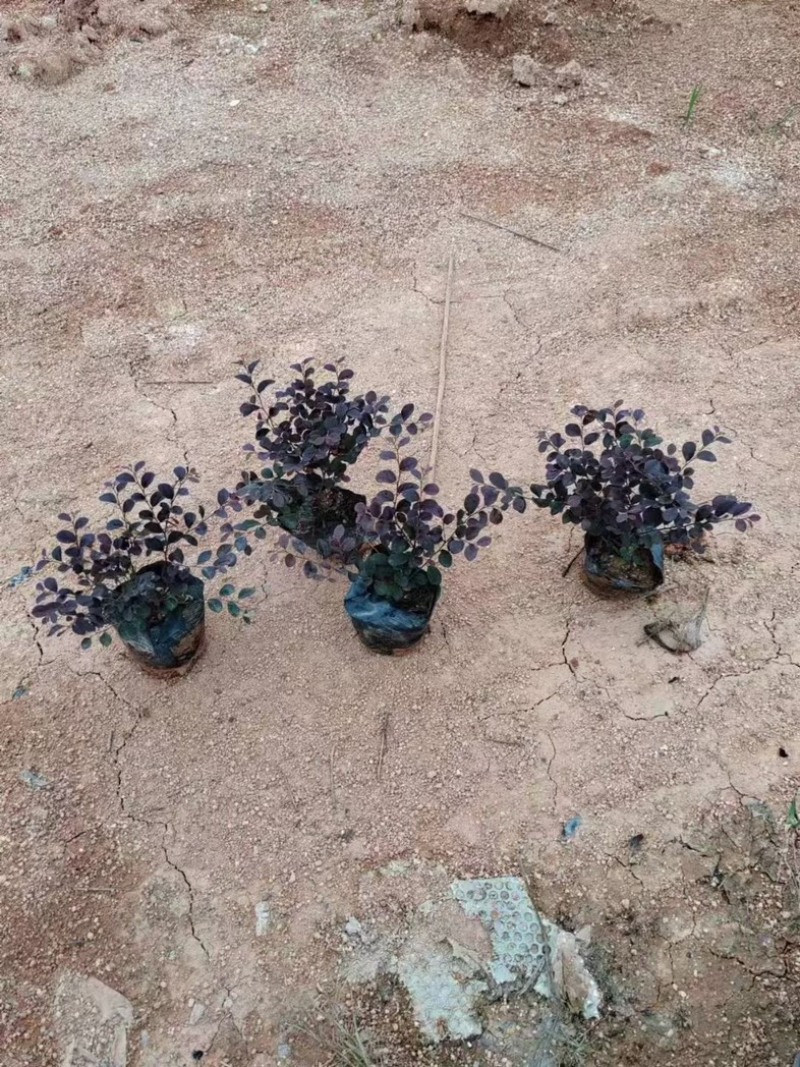 红花继木小杯中杯产地直发质量保证欢迎老板来电咨询合作