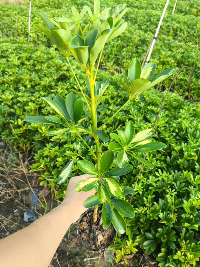 鸭脚木小杯中杯产地直发质量保证欢迎老板来电咨询合作