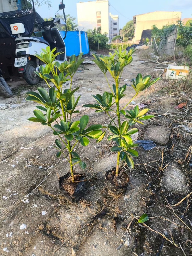 鸭脚木小杯中杯产地直发质量保证欢迎老板来电咨询合作
