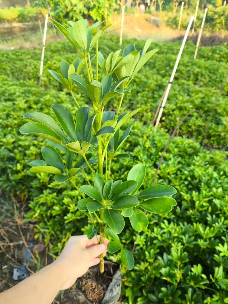 鸭脚木小杯中杯产地直发质量保证欢迎老板来电咨询合作