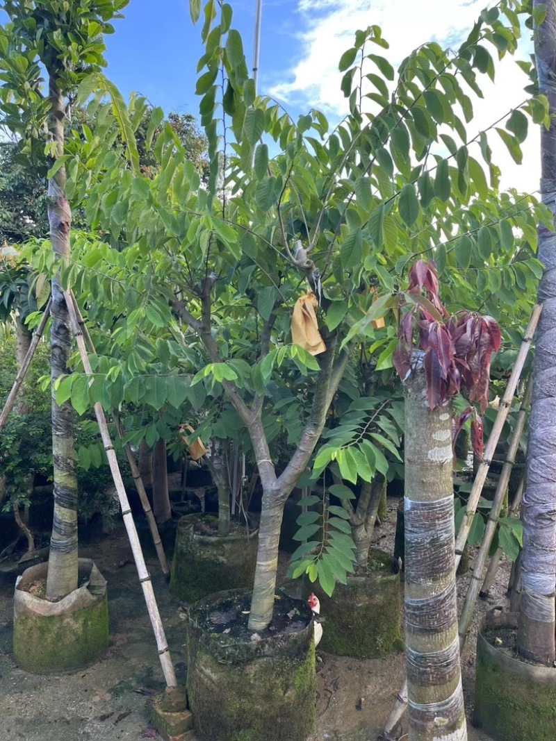 台湾释迦果8～15公分产地直发规格齐全质量保证