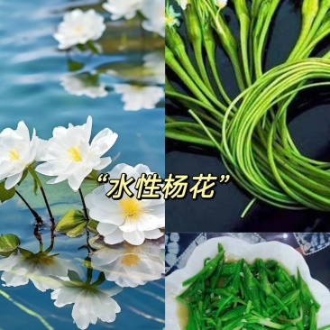 大理水性杨花，也被称为海菜花，是一道不可或缺的美味佳肴