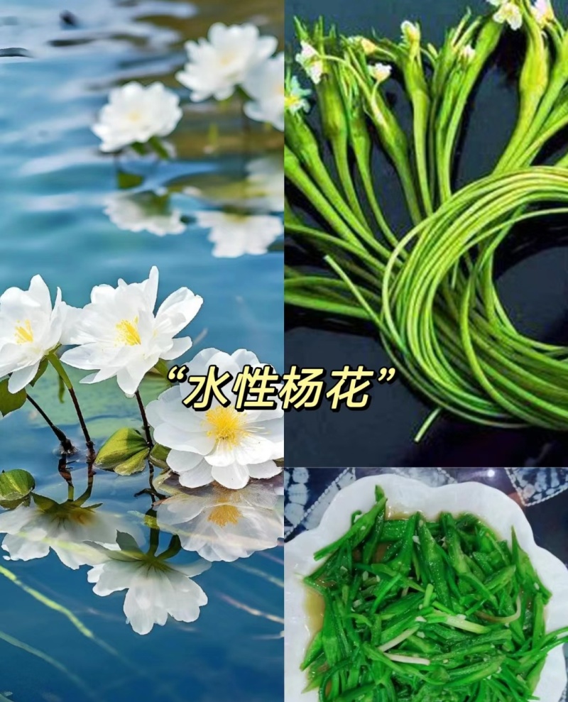 大理水性杨花，也被称为海菜花，是一道不可或缺的美味佳肴