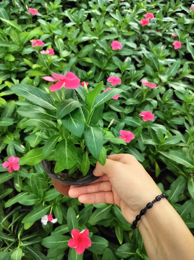 精品长春花大量上市，基地批发，价格低，欢迎致电！