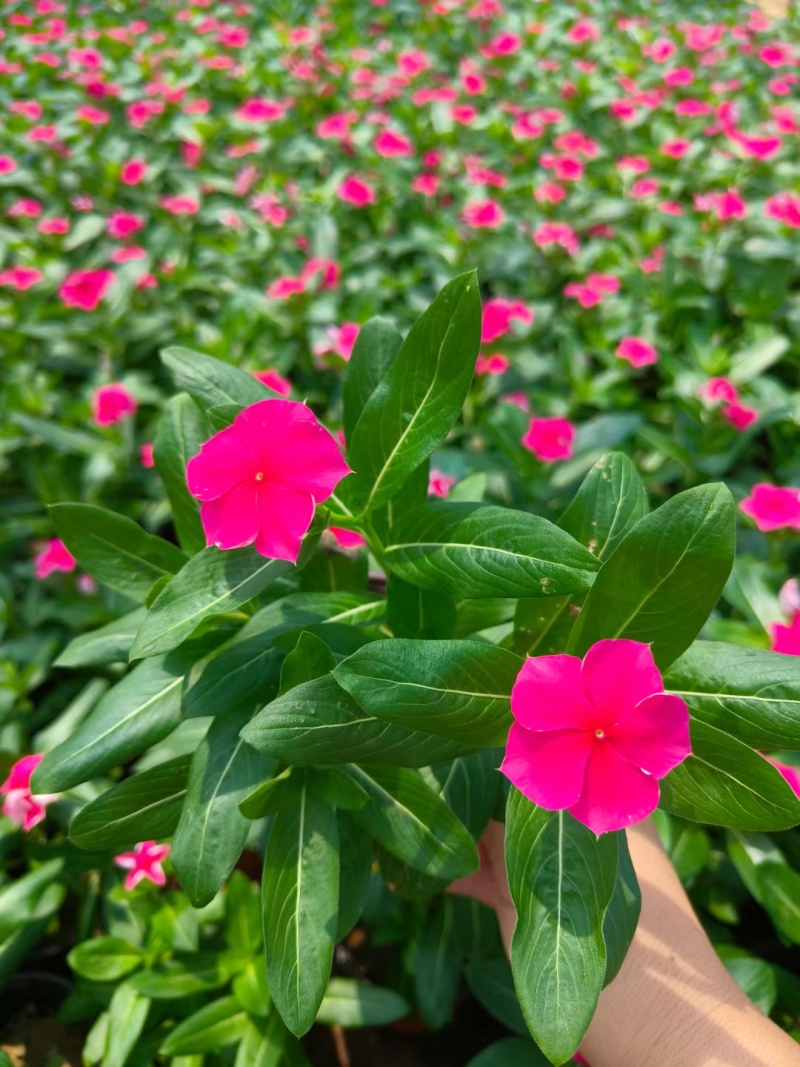 精品长春花大量上市，基地批发，价格低，欢迎致电！