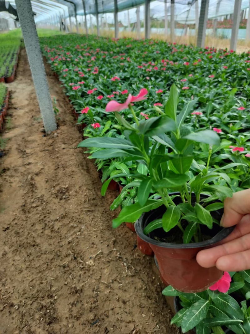 精品长春花大量上市，基地批发，价格低，欢迎致电！