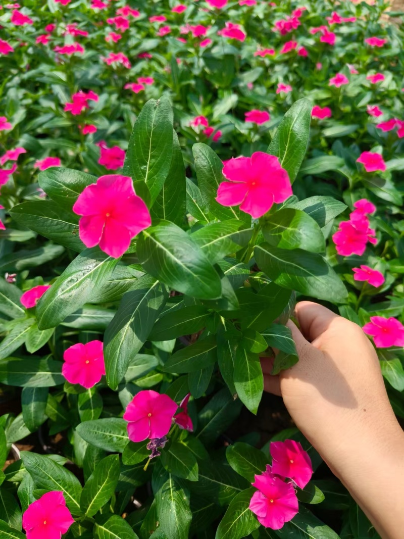 精品长春花大量上市，基地批发，价格低，欢迎致电！