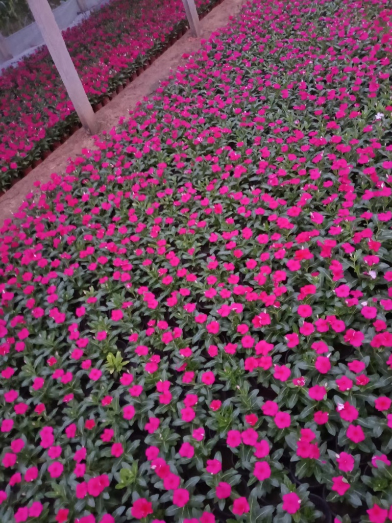 精品长春花大量上市，基地批发，价格低，欢迎致电！