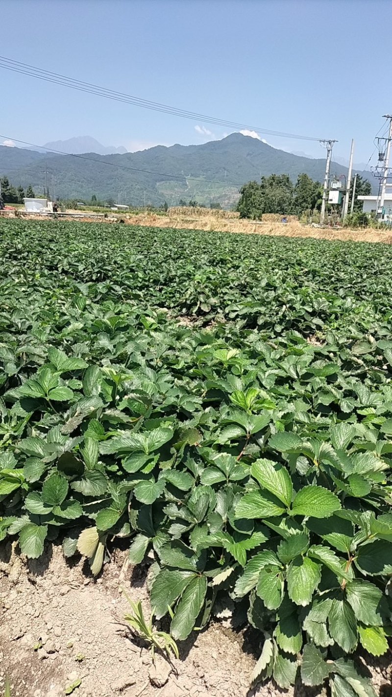 红颜草莓苗