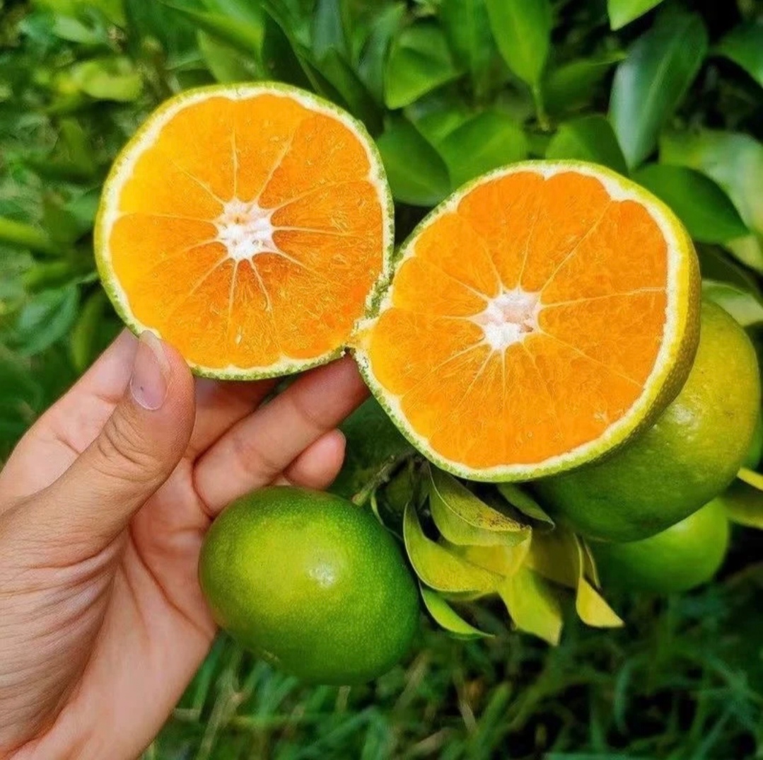 特早蜜橘果实特写