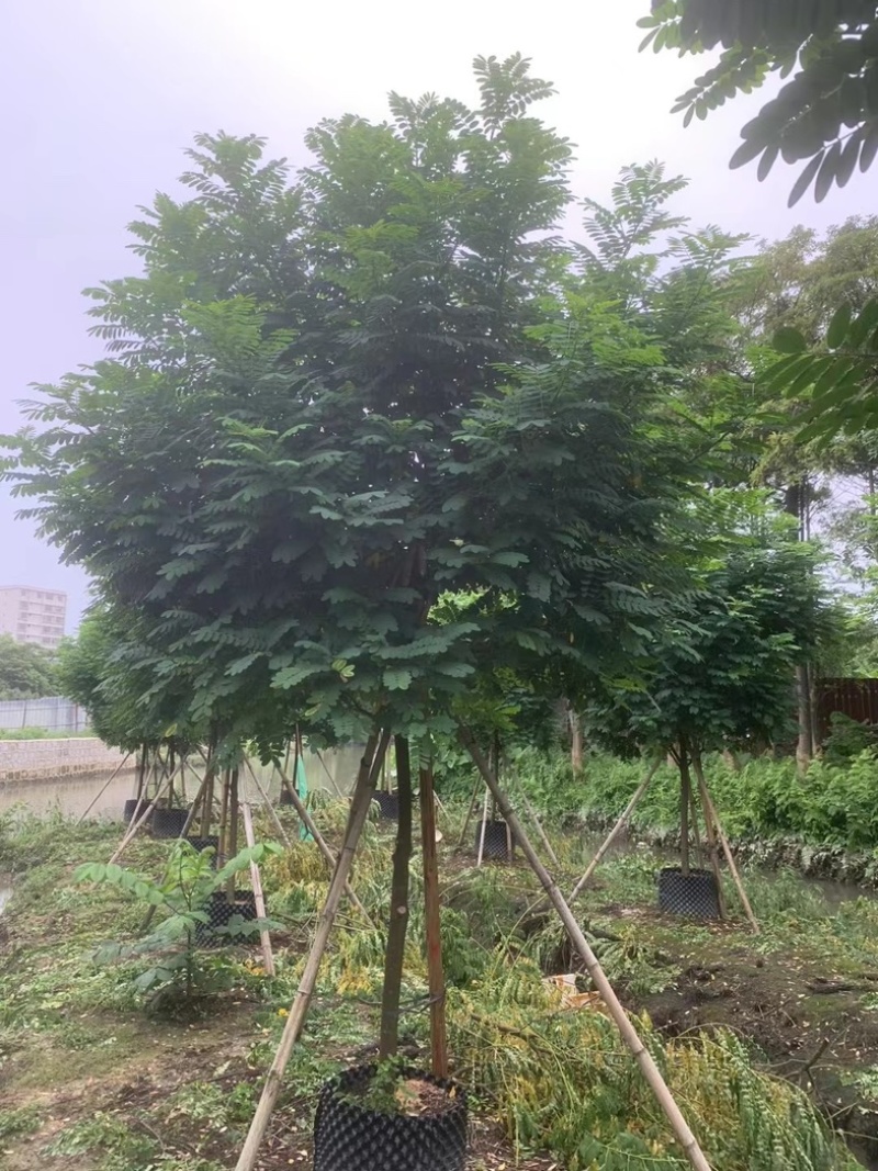 黄槐5～10公分产地直发规格齐全质量保证