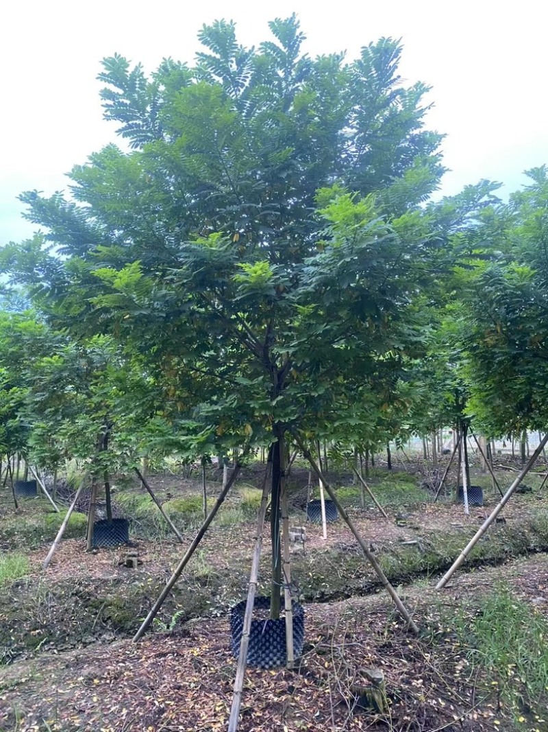 黄槐5～10公分产地直发规格齐全质量保证