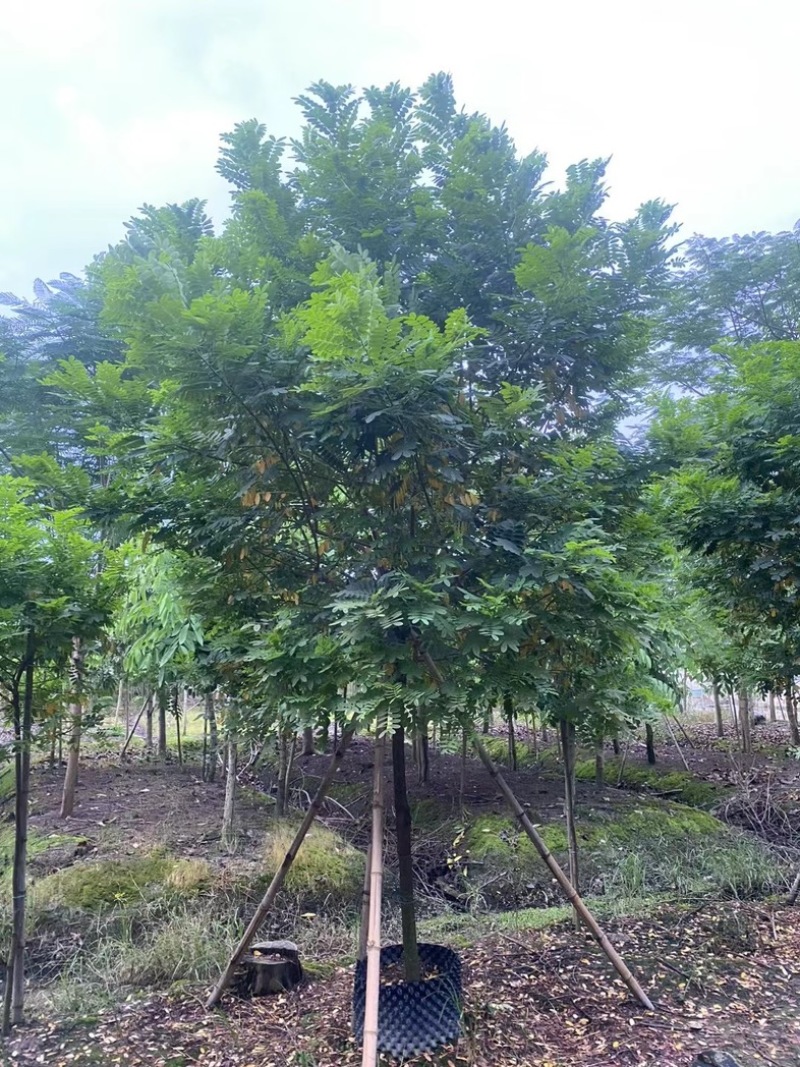 黄槐5～10公分产地直发规格齐全质量保证