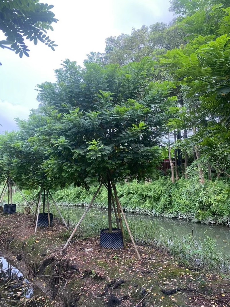 黄槐5～10公分产地直发规格齐全质量保证