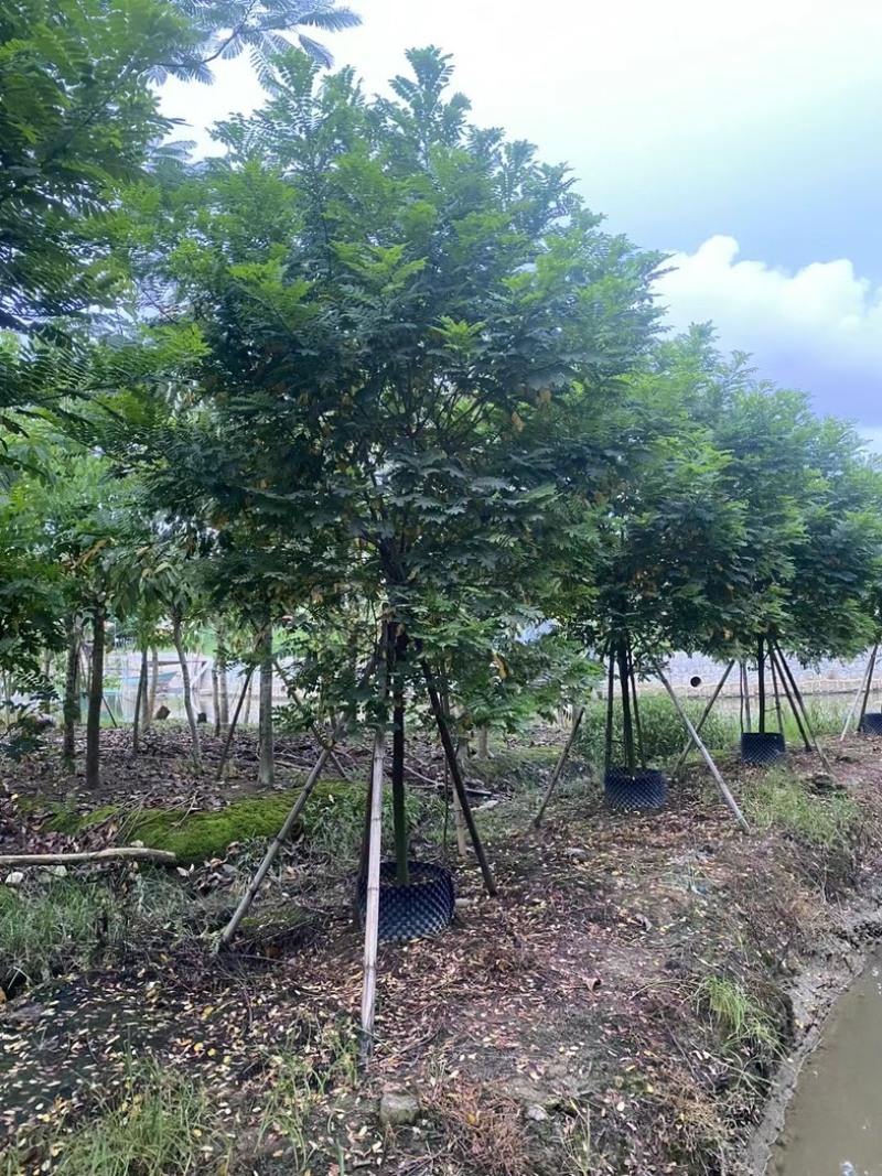 黄槐5～10公分产地直发规格齐全质量保证