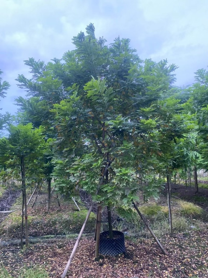 黄槐5～10公分产地直发规格齐全质量保证