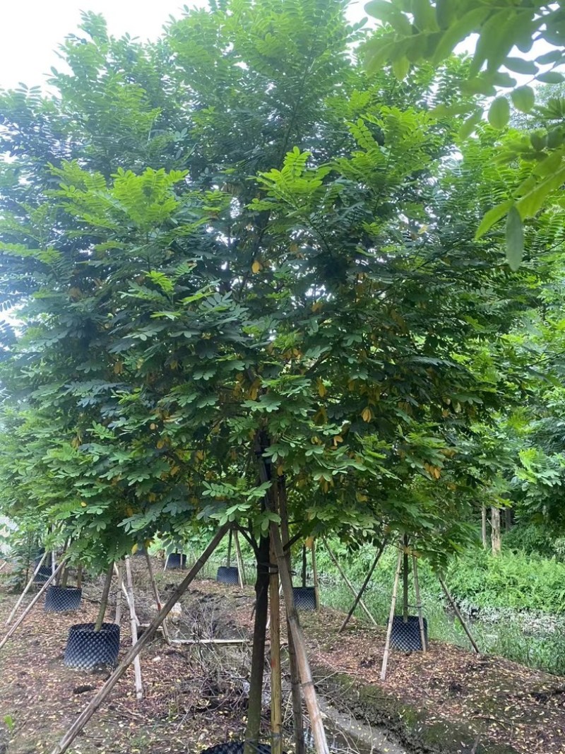 黄槐5～10公分产地直发规格齐全质量保证