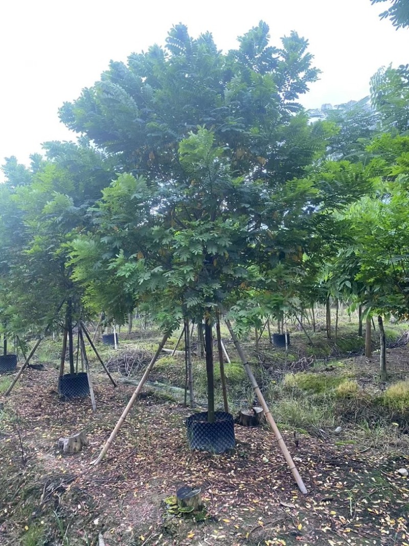 黄槐5～10公分产地直发规格齐全质量保证